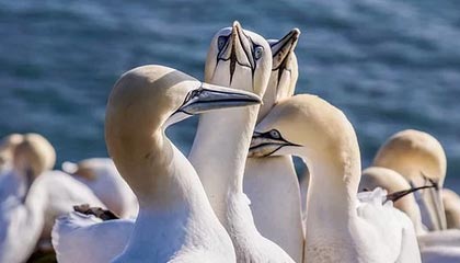 开云网页版-巴朗加国王关键比赛取得胜利，巴朗barron