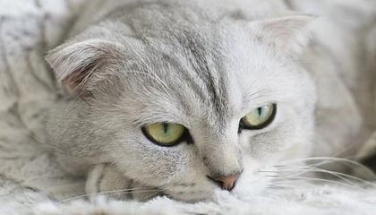 开云体育官网-卢森堡队在足球比赛中取得惊人胜利，欧国联卢森堡对塞浦路斯